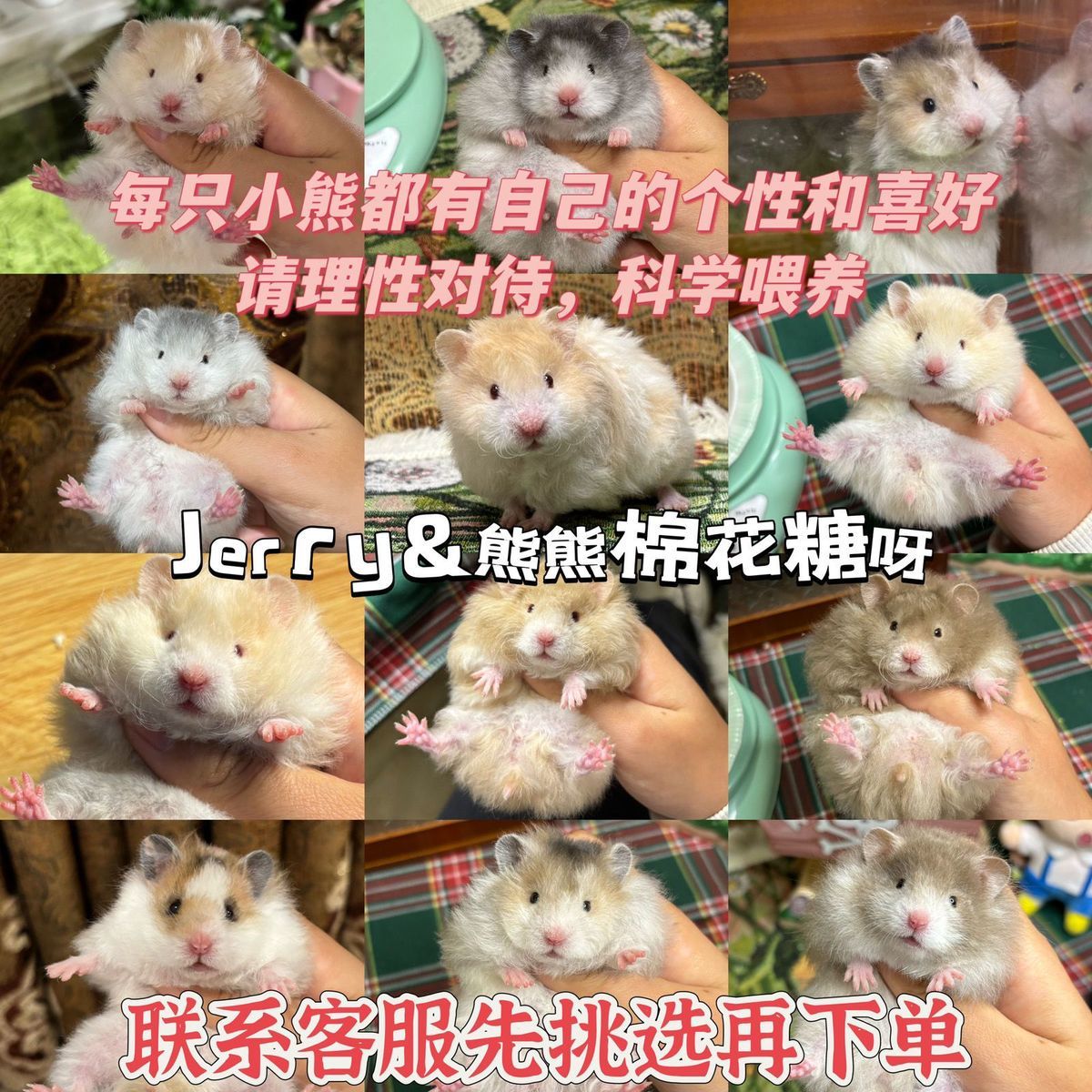 家养长毛波利长卷毛金丝熊卷蜜波利鸽灰波黑波利肉桂火波黄小仓鼠