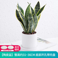 Sansevieria trifasciata, golden-edge sansevieria trifasciata, indoor living room air purification, office flowers, potted flowers, green plants thumbnail 5