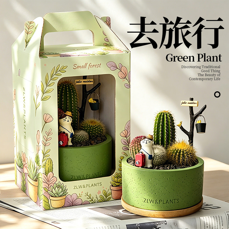 多肉植物仙人掌小盆栽组合办公室桌面绿植摆件教师节礼物室内盆景