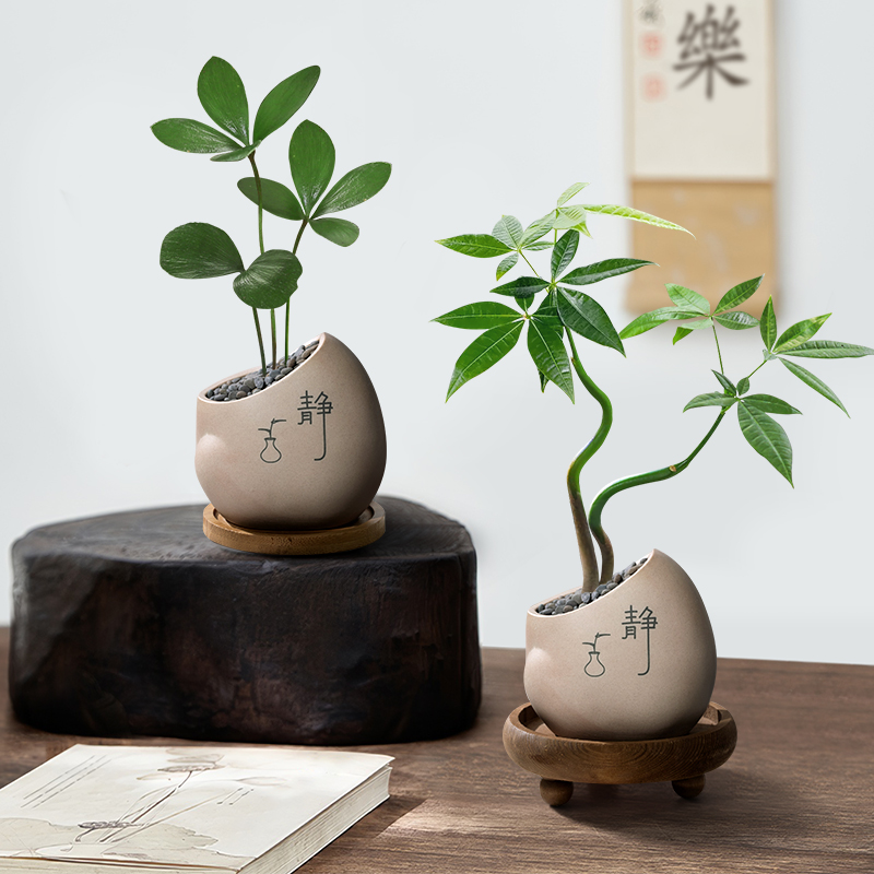 发财树盆景室内中式禅意茶台