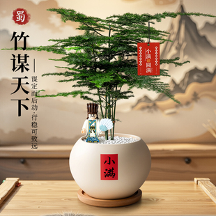 文竹盆栽室内绿植办公室桌面书房禅意云竹小盆景四季常青懒人好养