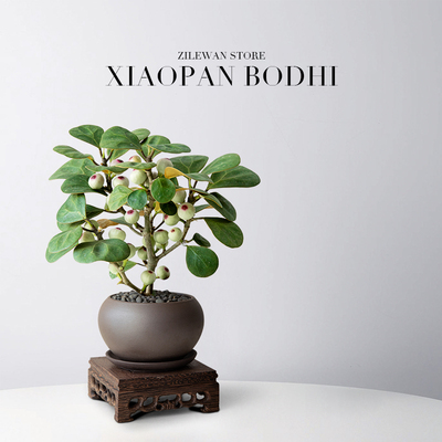 小盼菩提盆栽室内带果植物