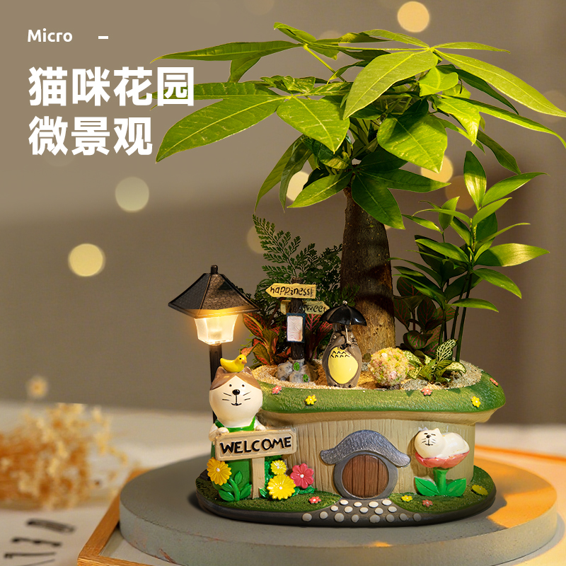 发财树龙猫微景观室内文竹绿植幼儿园小盆栽办公桌面摆件植物礼物