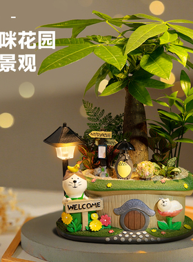 发财树龙猫微景观室内文竹绿植幼儿园小盆栽办公桌面摆件植物礼物