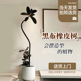 橡皮树黑金刚客厅绿植室内大型植物盆栽办公室大盆落地绿植树真花