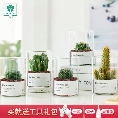 玉露多肉植物仙人球办公室防辐射