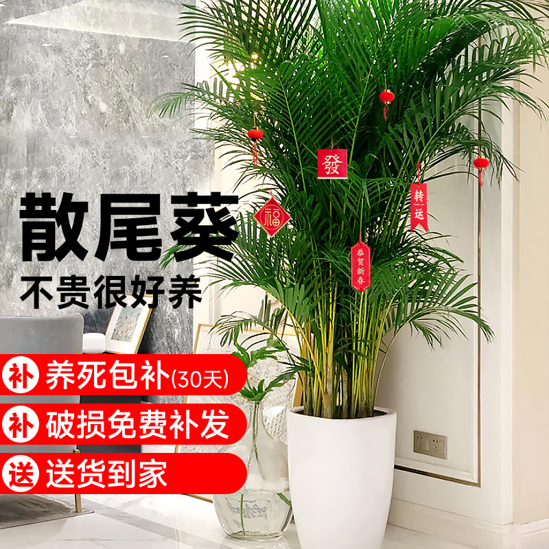 散尾葵植物盆栽客厅大型绿植室内落地办公室盆景凤尾竹天堂鸟植物