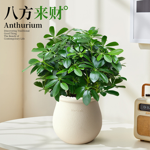 八方来财鸭脚木盆栽植物办公室桌面绿植七叶莲客厅好养活净化空气
