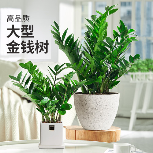 金钱树盆栽摇钱树大钱串子办公室客厅室内桌面绿植物花卉观叶好养