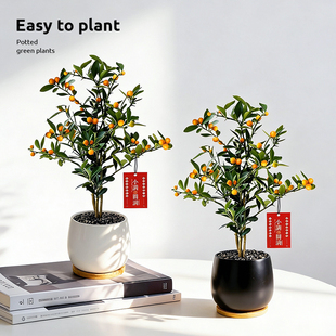 金豆盆景办公室桌面盆栽绿植年宵花金桔树带果植物室内好养活四季