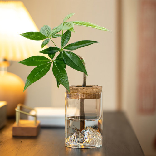 造型发财树室内桌面水培植物