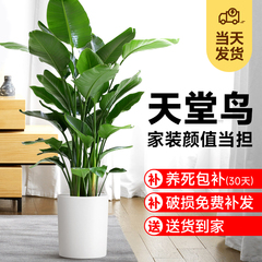 天堂鸟盆栽办公室大型绿植室内客厅落地真花卉大叶植物摆件四季