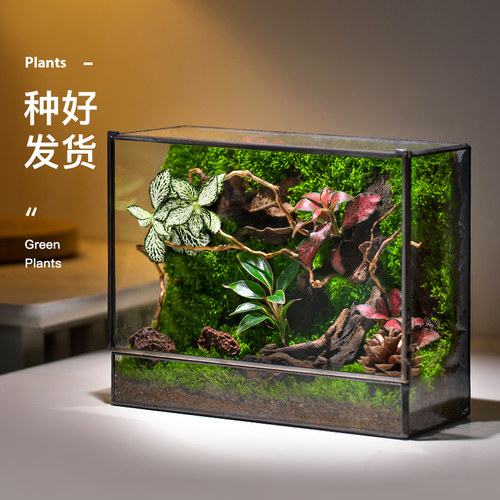 创意送礼办公室内客厅桌面苔藓微景观盆景好养鲜活绿植生态瓶盆栽