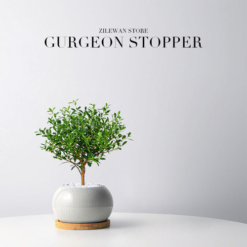 小叶赤楠盆景客厅书房