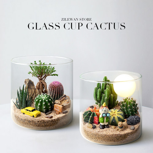 室内耐旱好养仙人掌植物沙漠山丘