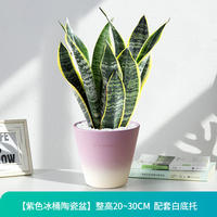 Sansevieria trifasciata, golden-edge sansevieria trifasciata, indoor living room air purification, office flowers, potted flowers, green plants thumbnail 8