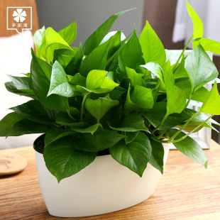 绿萝植物盆栽室内净化空气水培植物常绿叶绿植花卉办公室盆栽绿箩