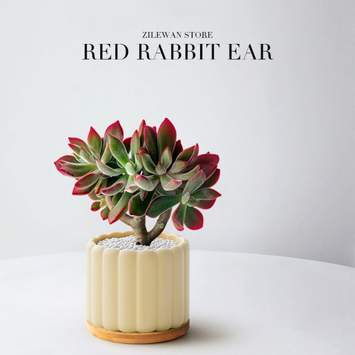锦晃星多肉红兔耳肉肉花卉盆栽