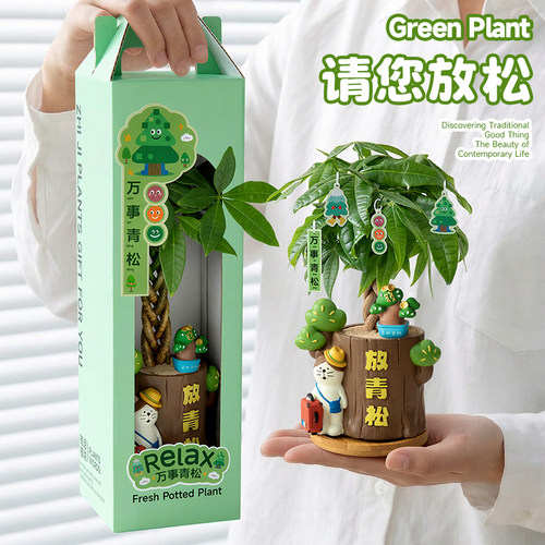 发财树桌面情绪稳定植物礼物男生