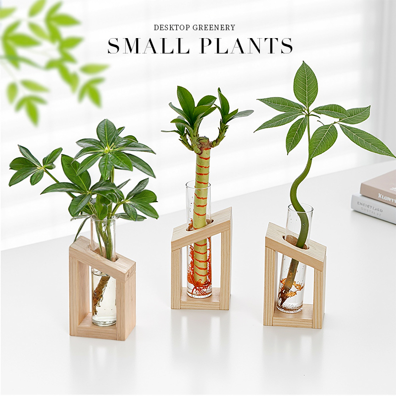 水培植物水养办公室桌面