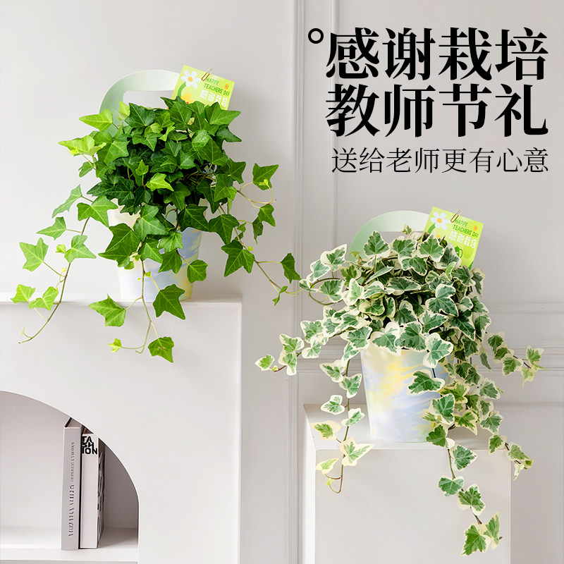 常春藤绿植垂吊盆栽办公室桌面植物观叶长藤花卉教师节礼物送老师