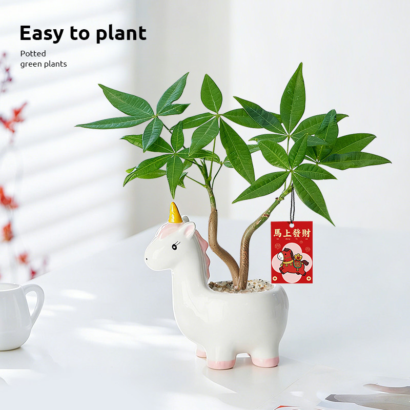 【马上发财】发财树盆栽招财花卉办公室内盆栽懒人好养绿植年宵花,鲜花速递/花卉仿真/绿植园艺,绿植,淘宝优惠券,粉丝福利购,淘宝优惠卷