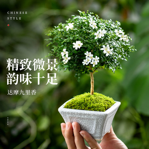 达摩九里香迷你盆栽办公桌绿植