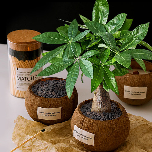 发财树绿植盆栽办公室花卉