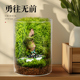趣味鲜活苔藓景观创意治愈室内桌面生态绿植盆栽盆景懒人好养植物