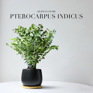 小叶紫檀盆栽中式 禅意室内桌面绿植黑骨茶好养办公室植物盆景摆件