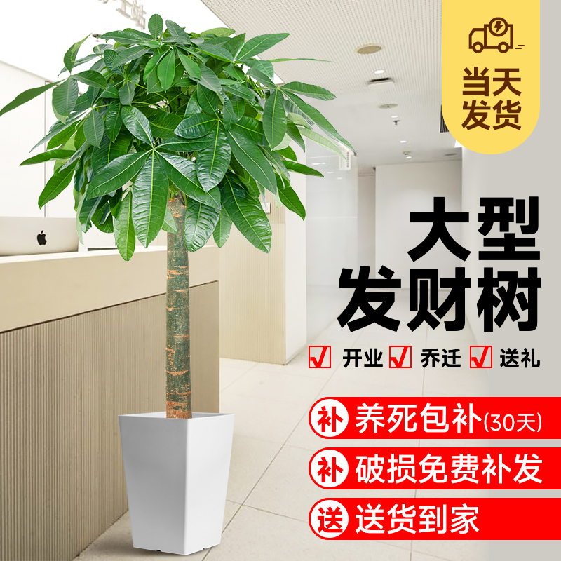 单杆发财树大型植物乔迁开业送礼
