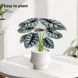 白犀牛海芋北欧ins风网红热带植物室内办公室桌面懒人绿植小盆栽
