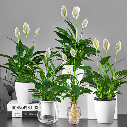 盆栽水培植物桌面白掌四季花