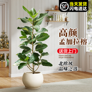 网红孟加拉榕盆栽大型绿植黄金榕高山榕树室内客厅落地橡皮面包树