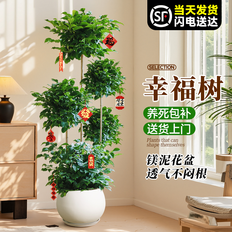 大型幸福树盆栽室内多层造型植物