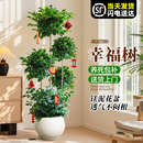 大型幸福树盆栽绿植室内多层造型植物客厅办公室大号真树盆景花卉