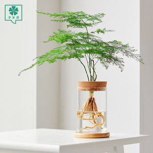 【水养植物绿萝图片】水养植物绿萝图片大全