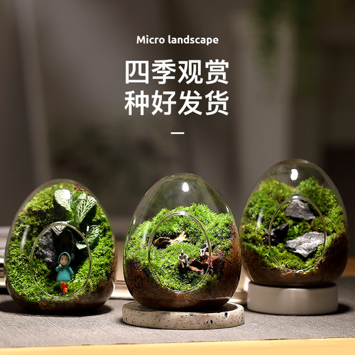 蛋壳苔藓微景观送礼佳选种好发货