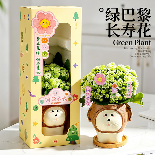 绿巴黎植物礼盒女生创意礼物