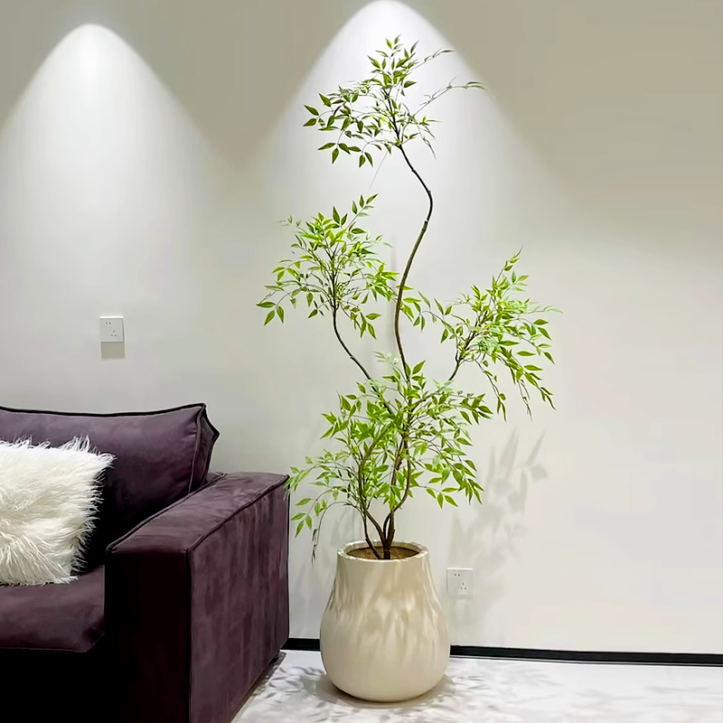 南天竹造型绿植室内真树四季好养