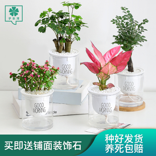 发财树富贵竹办公室内绿萝好养水培植物多肉绿植花卉栀子花小盆栽