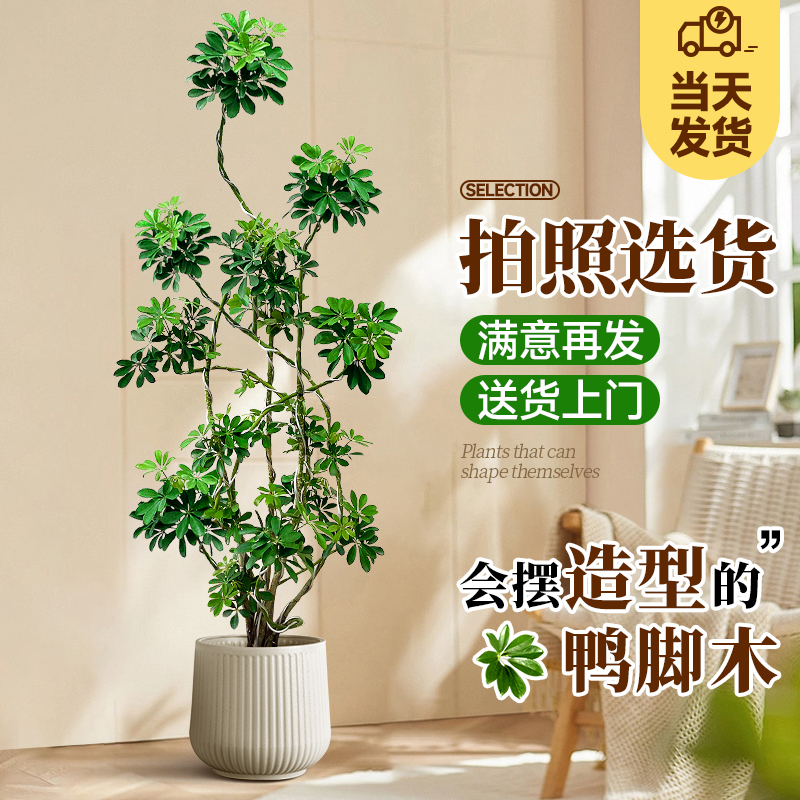 造型老桩鸭脚木植物室内落地绿植