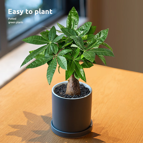 发财树小盆栽办公室客厅书房桌面