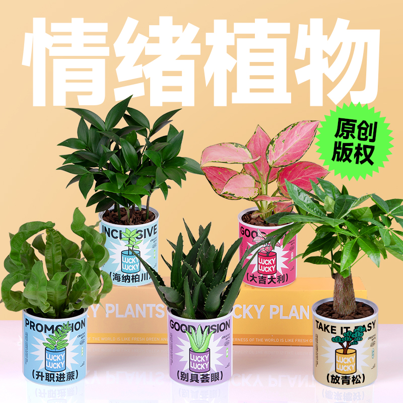 发财树盆栽招财绿植办公室桌面小花卉室内神奇植物盆景懒人好养活