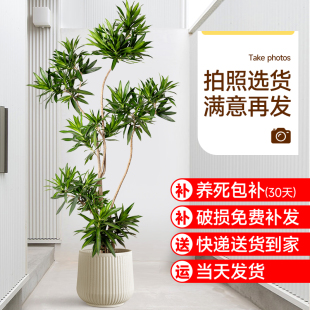 百合竹真绿植大型室内盆栽客厅落地大号网红植物造型四季 常青好养