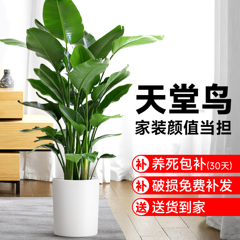 室内落地客厅大型绿植真花卉图片