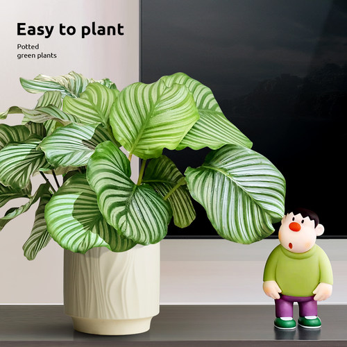 青苹果竹芋盆景室内客厅好养