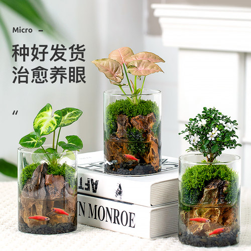 水培微景观办公室内绿植