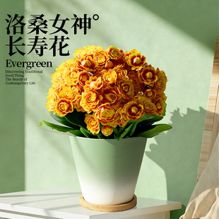 洛桑女神金色长寿花盆栽重瓣带花苞室内桌面花卉绿植阳台开花植物