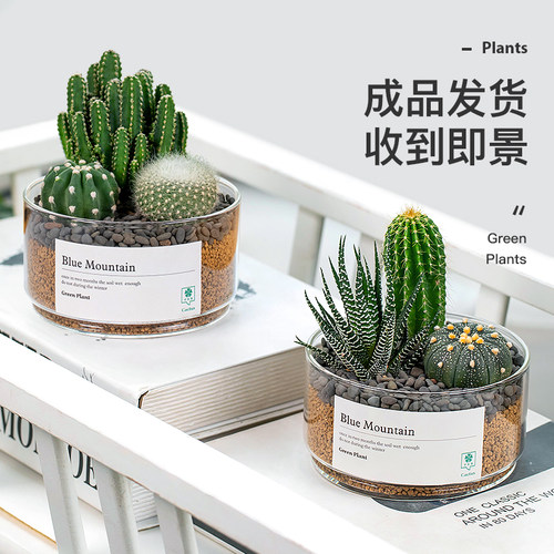 仙人掌多肉组合盆栽办公室桌面